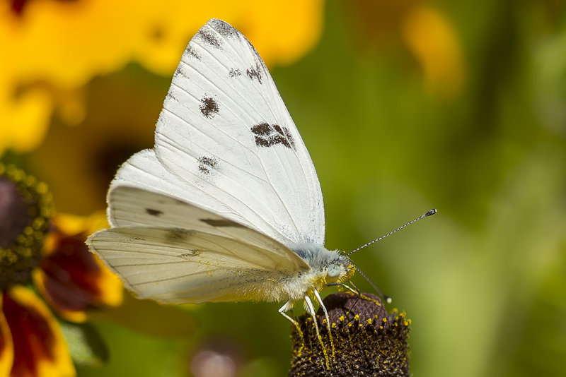 Pontia protodice (Checkered White Butterfly - Male)