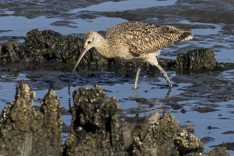 8/3/2020  Curlew