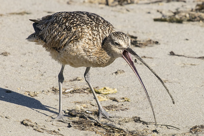 8/6/2020  Curlew with a snack