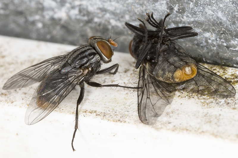 8/18/2020  Sarcophaga sp. (Flesh Fly)