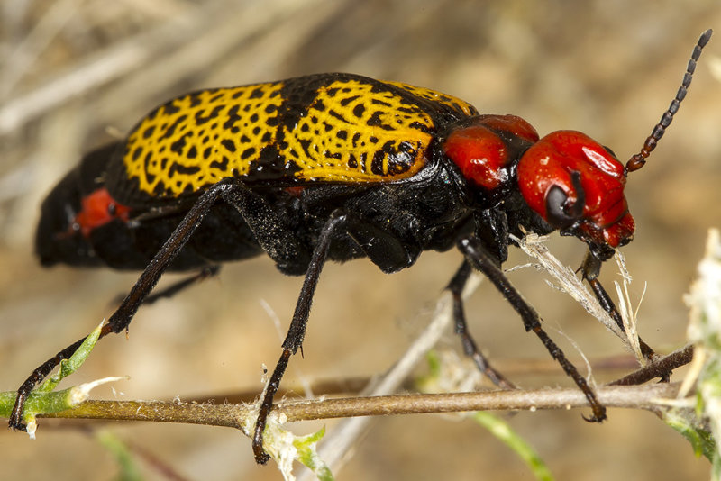 Iron Cross Blister Beetle (Tegrodera aloga)