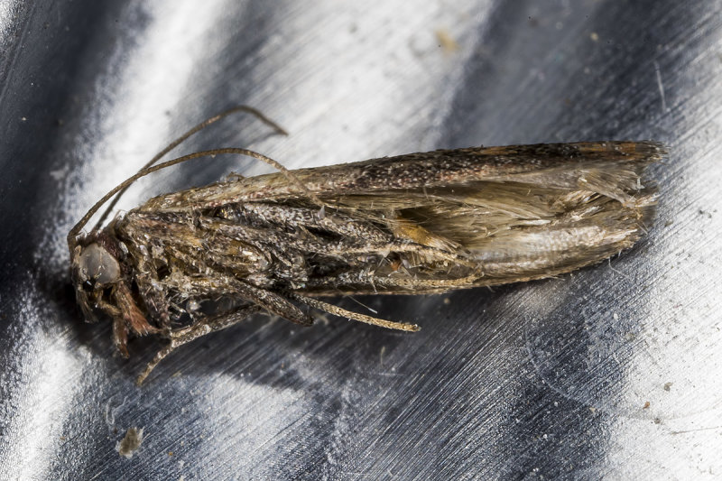 8/26/2020  Dead Plodia interpunctella (Indian Meal Moth)