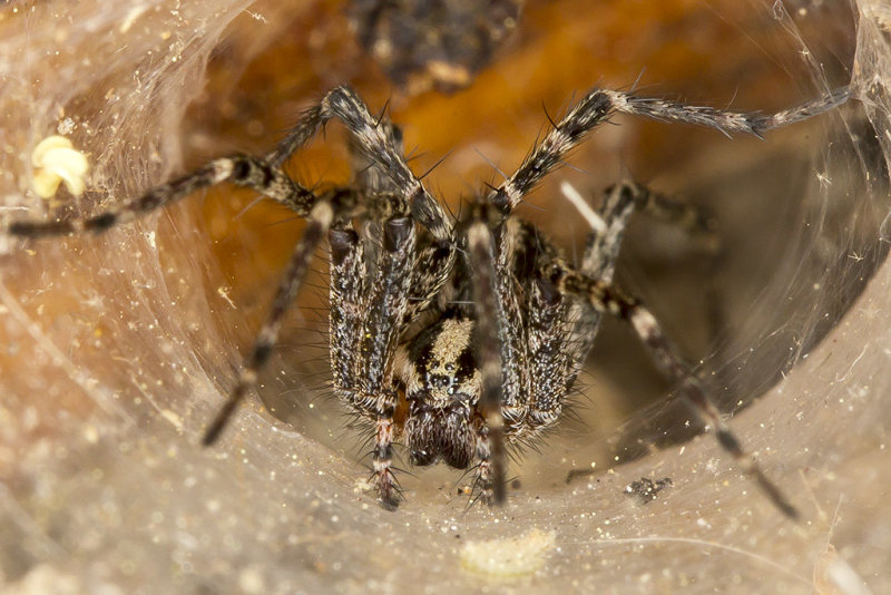 Grass Spider(Agelenopsis spp.)