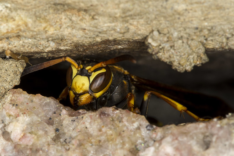 Wasp looking at me through a crack in the wall