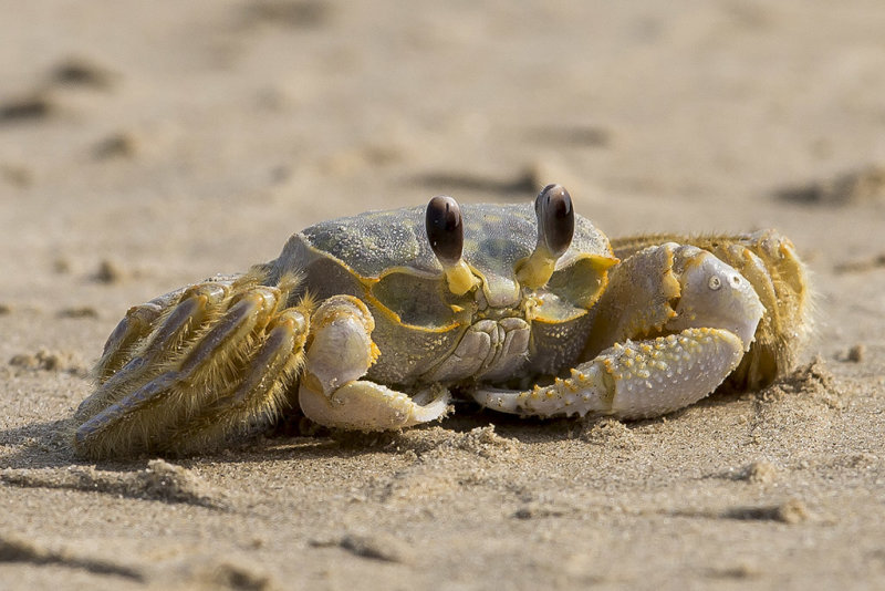 Crab at Bolivar Flats