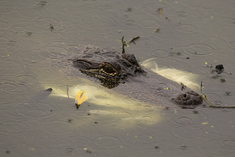 Alligator with Egret
