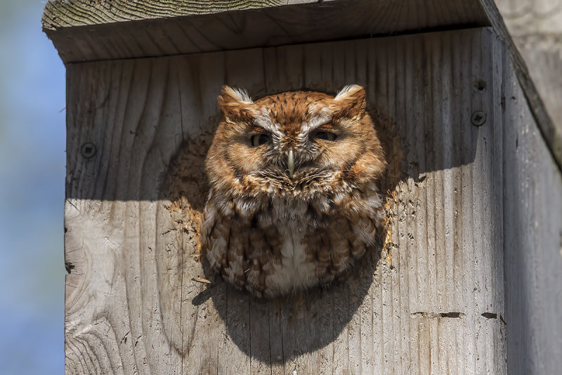 Red Morph Eastern Screech-Owl