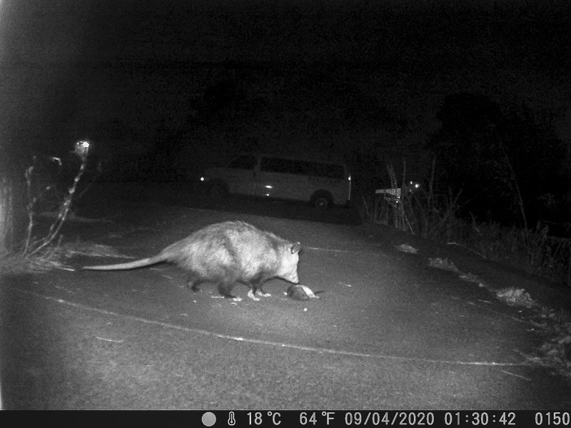 9/4/2020  Opossum and a dead Rat