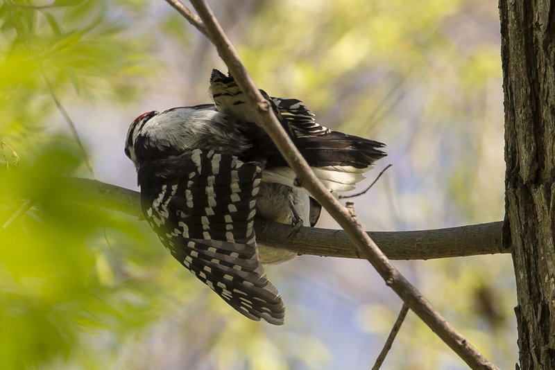 Mating woodpeckers