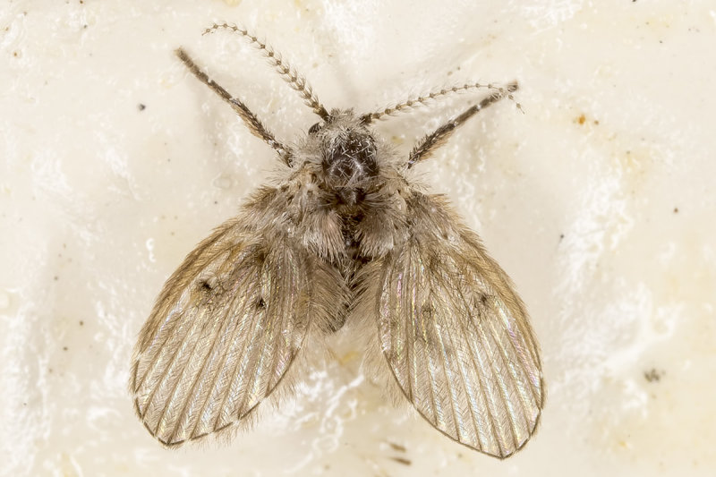 9/12/2020  Drain Fly, Moth fly, Sink fly, Filter fly, Sewer Gnat   (Clogmia albipunctata)