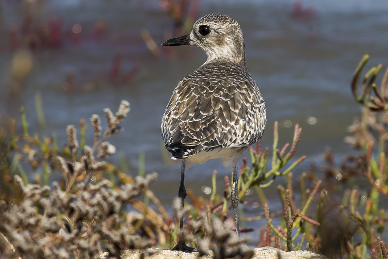 9/21/2020  Black-bellied Plover