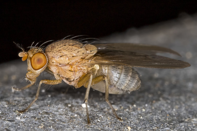 10/5/2020  Fly  (Minettia flaveola)