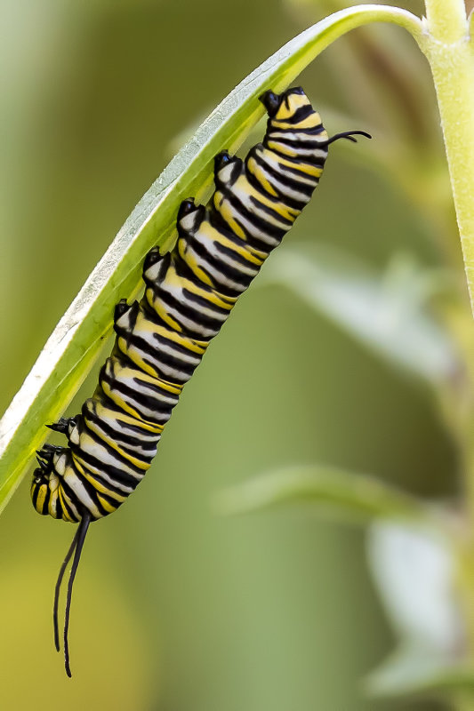 10/13/2020 The fifth instar larva caterpillar of a Monarch butterfly (Danaus plexippus)