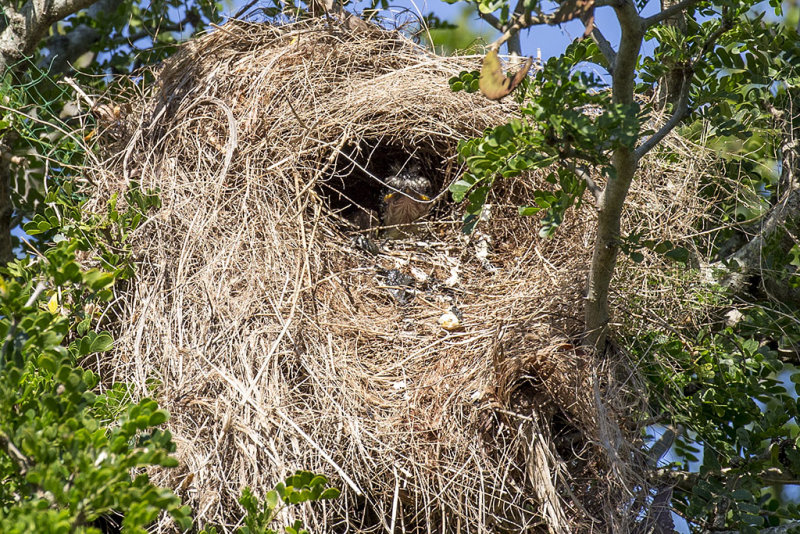 Great kiskadee nest