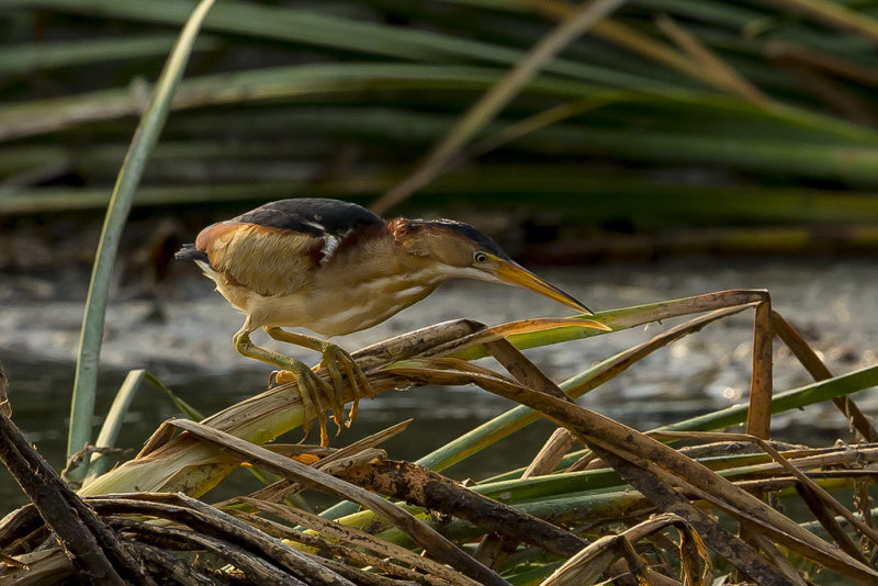 Least bittern