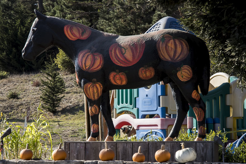 10/23/2020  Lemos Farm Painted Horse  Pumpkin Horse?