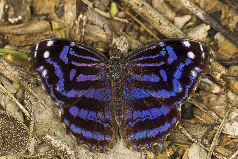 Myscelia ethusa (Mexican bluewing butterfly)