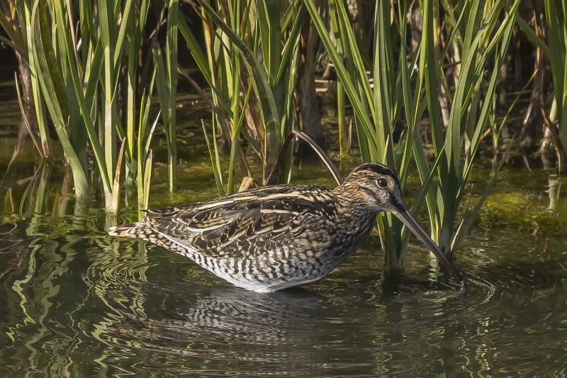 10/25/2020  Wilson's Snipe