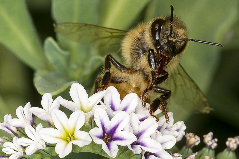 Bee on Heliotropium curassavicum (Heliotrope)