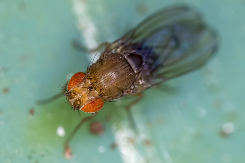 12/7/2020  Small fly
