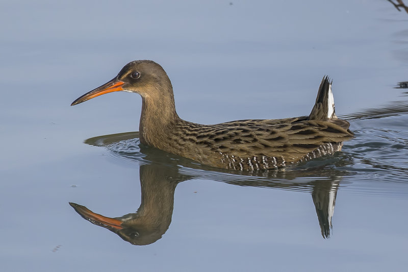 12/16/2020  Ridgway's Rail