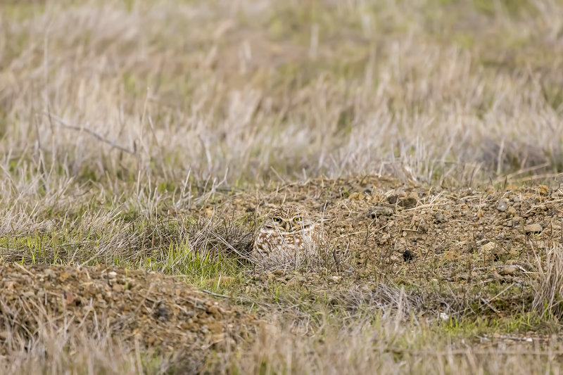 12/30/2020  Burrowing Owl