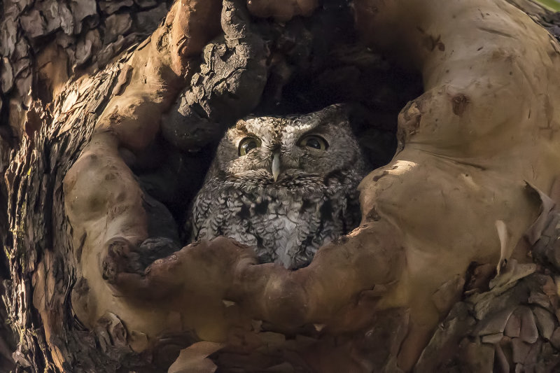 12/31/2020  Western Screech-Owl