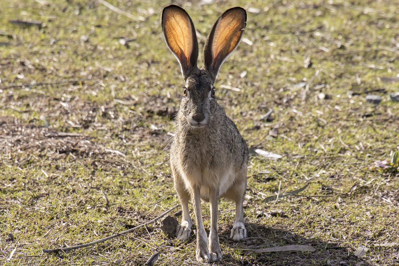 2/7/2021  Black-tailed Hare or Jackrabbit (Lepus californicus)