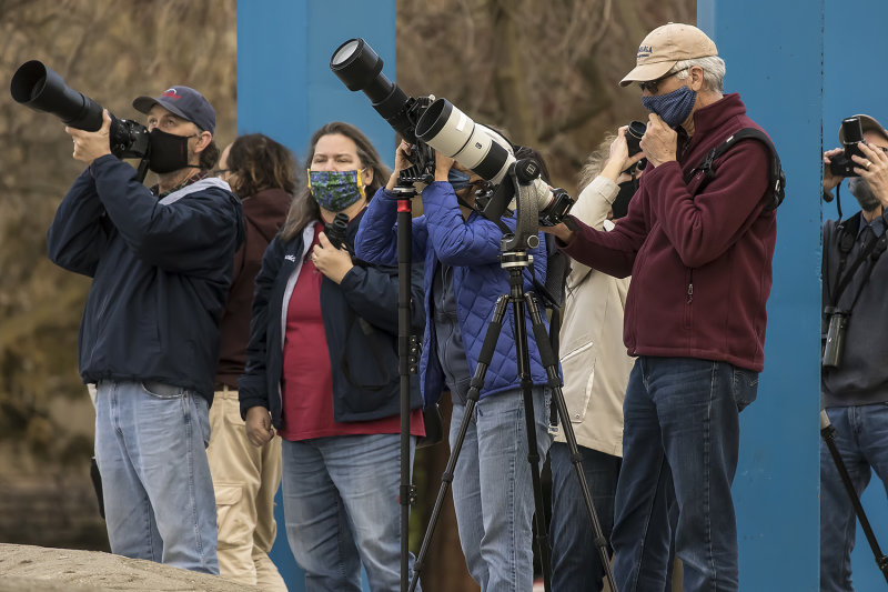 2/12/2021  Photographers watching the Mitred Parakeets