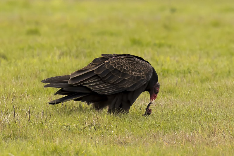 3/9/2021  Turkey vulture (Cathartes aura) with carrion (decaying flesh of dead animals)