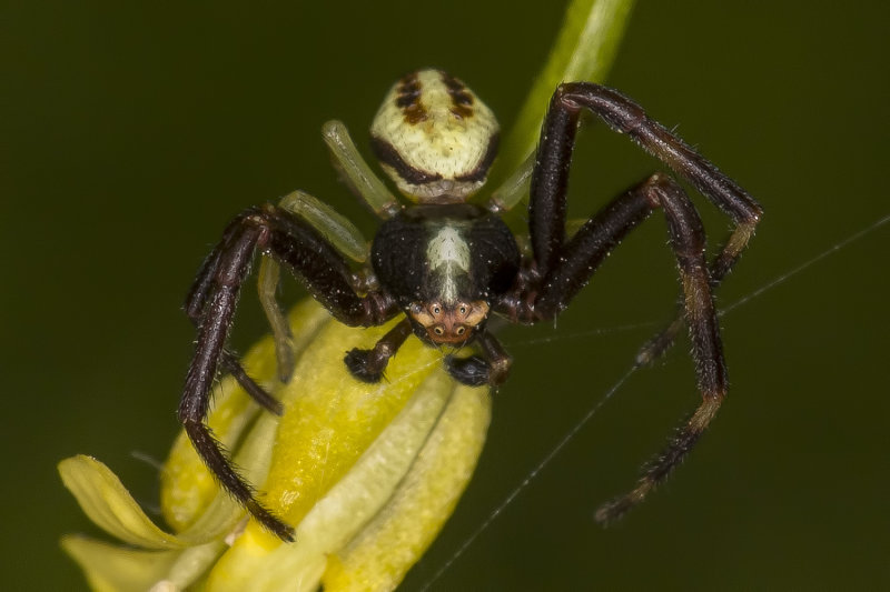 4/5/2021  Misumena vatia  (Goldenrod Crab Spider)