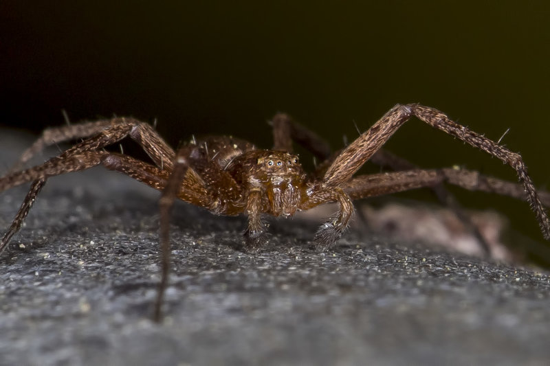 4/8/2021  Running Crab Spider (Philodromus sp.)