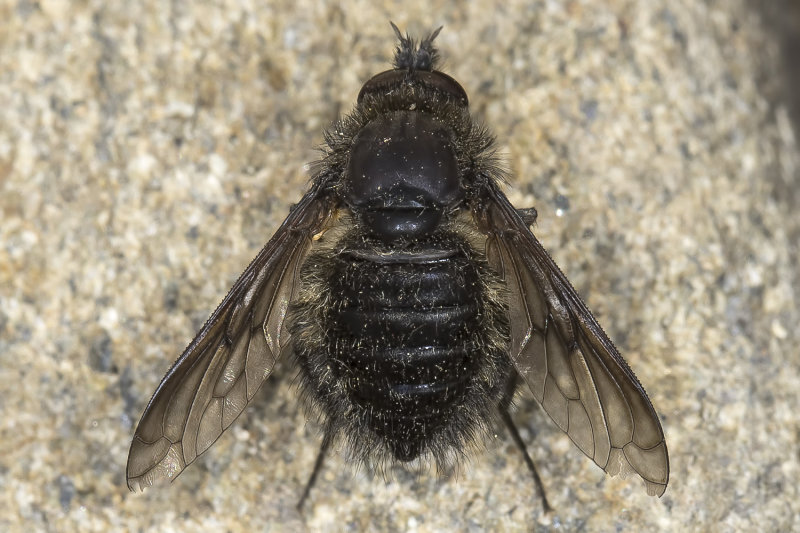 4/12/2021  Conophorus  (Beefly)?