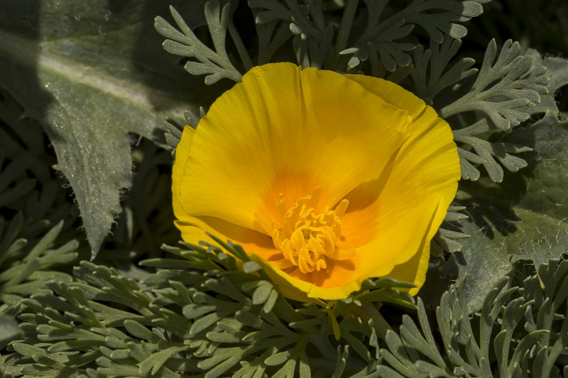 4/16/2021  Eschscholzia californica ssp. maritima 'Coastal Form'  (California Poppy)