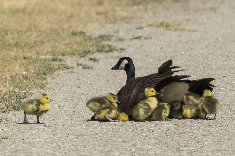 4/23/2021  Canada geese babies