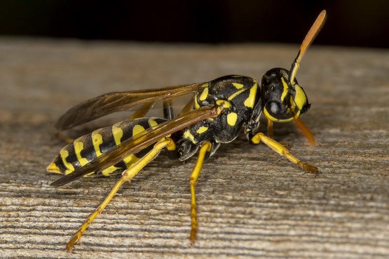 7/6/2021  Paper Wasp