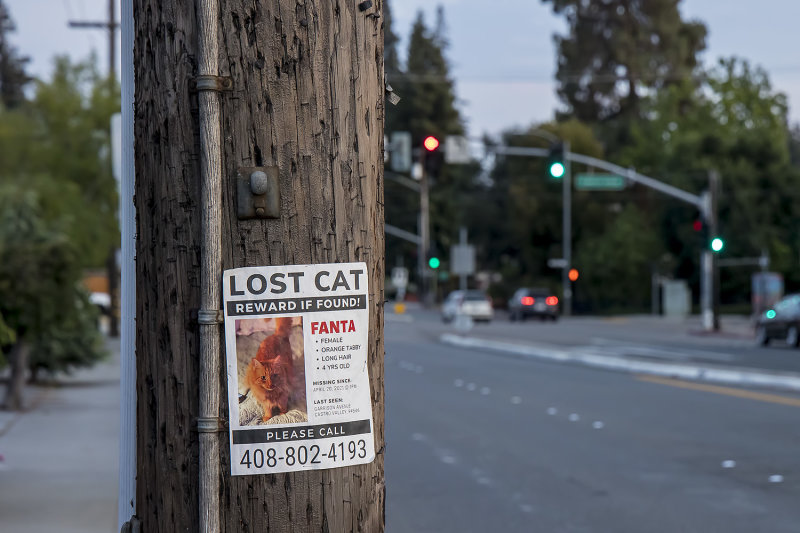 7/25/2021  Lost Cat