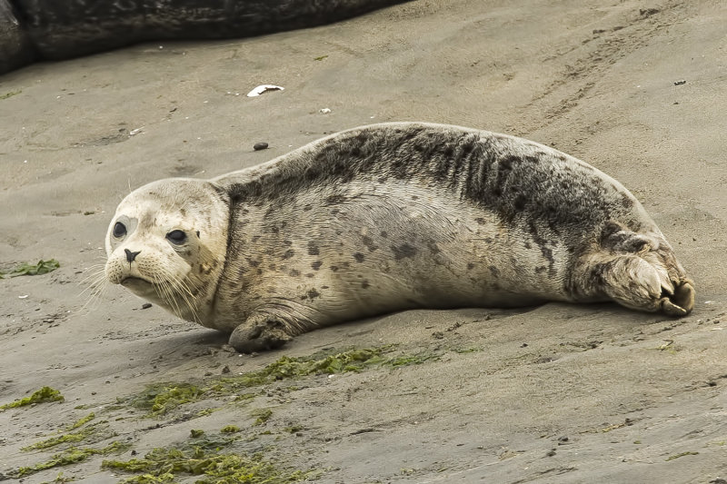 8/9/2021  Harbor Seal