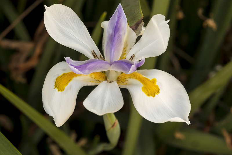 8/14/2021  Dietes grandiflora (African Iris) (large wild iris)