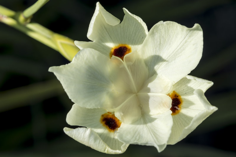 8/16/2021  Dietes iridioides (African Iris) (Fortnight Lily) (Yellow Wild Iris)