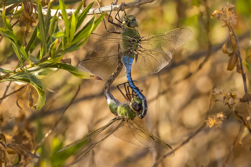 9/4/2021  Anax walsinghami (Giant Green Darner) mating