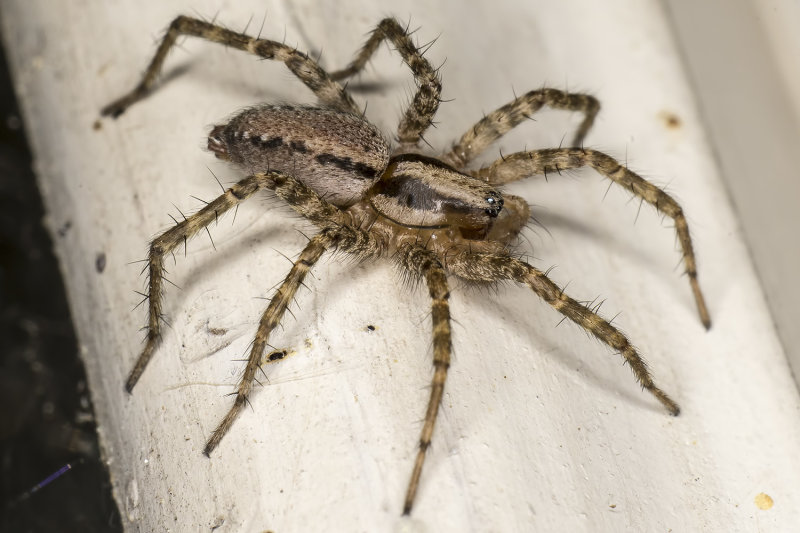 9/5/2021  Funnel Weaver Spider