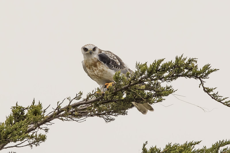 9/14/2021  White-tailed kite with vole