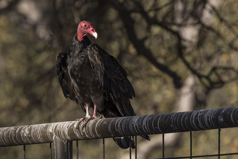 9/16/2021  Turkey Vulture (Cathartes aura)
