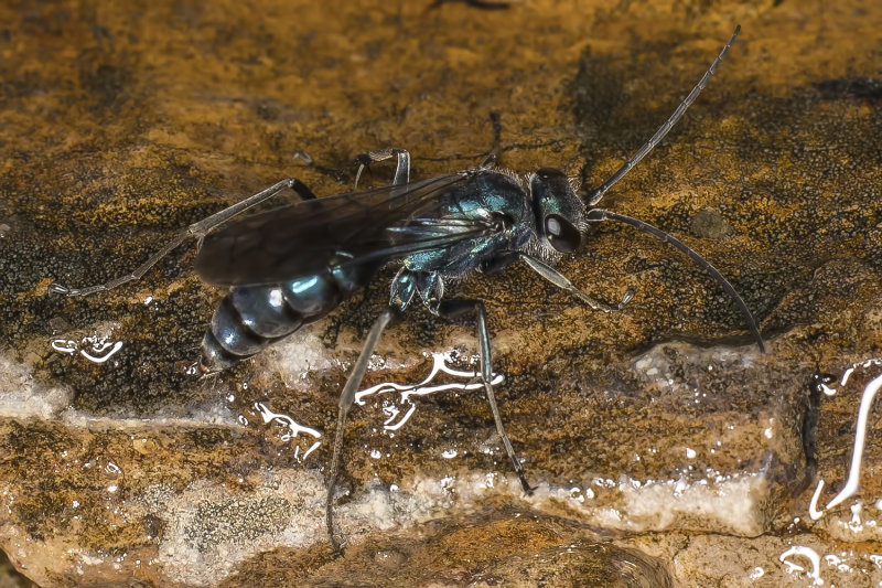 9/24/2021  Chalybion californicum  (Common Blue Mud-dauber Wasp)?