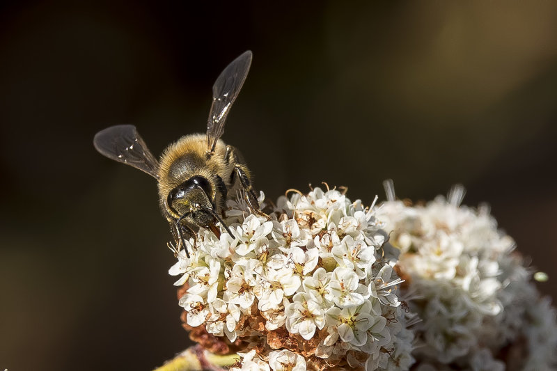 9/29/2021  Bee on California Buckwheat (Eriogonum fasciculatum)
