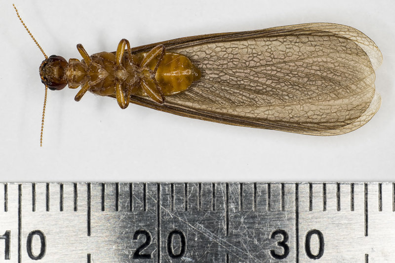 10/4/2021  Pacific Dampwood Termite (Zootermopsis angusticollis)