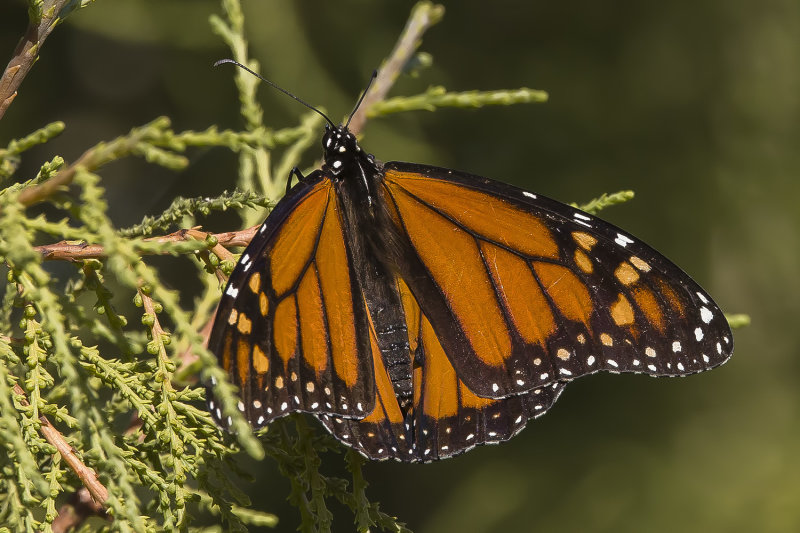 10/12/2021  Danaus plexippus (Monarch butterfly)