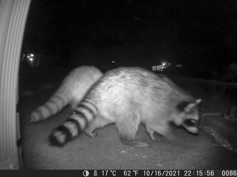 10/16/2021  Raccoons in my driveway