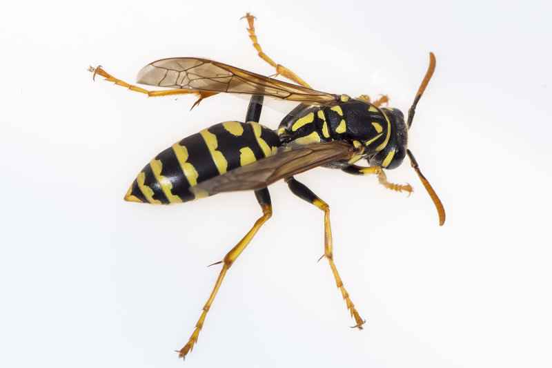 10/28/2021  Polistes dominula  (European Paper Wasp)